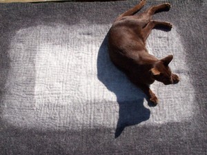 Cat sat on felted rug