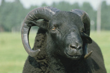 The Black Welsh sheep - fibre focus