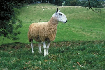Blue Faced Leicester sheep breed