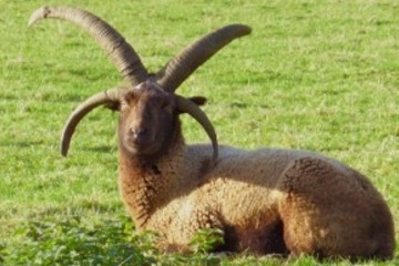 Manx Loaghtan sheep - fibre focus