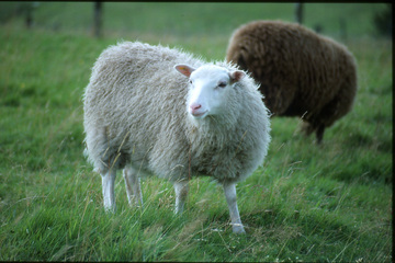 The Shetland sheep breed - fibre focus