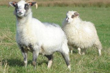 Fibre Focus - Icelandic Sheep