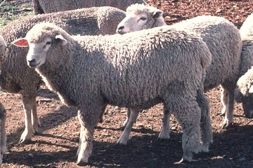 Fibre Focus - Corriedale Sheep