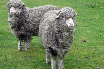 The beauty of Merino wool