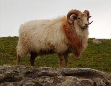 Sheep Breeds And Their Characteristics World Of Wool